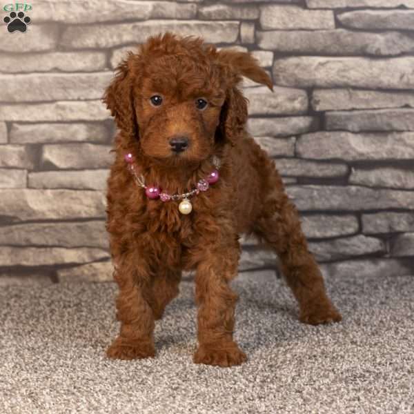 Hope, Mini Goldendoodle Puppy