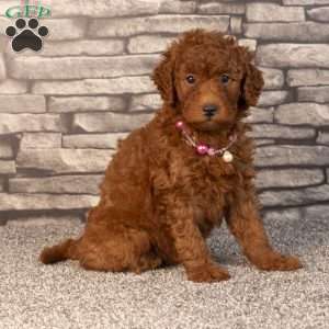 Hope, Mini Goldendoodle Puppy