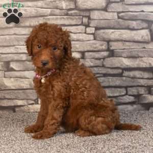 Hope, Mini Goldendoodle Puppy