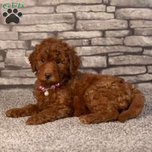 Hope, Mini Goldendoodle Puppy