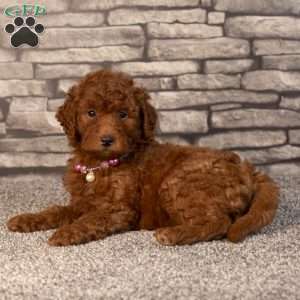 Hope, Mini Goldendoodle Puppy