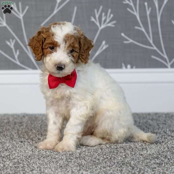 Houston, Mini Goldendoodle Puppy