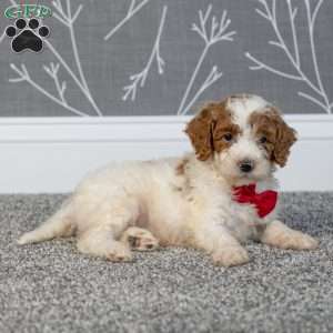 Houston, Mini Goldendoodle Puppy