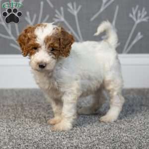 Houston, Mini Goldendoodle Puppy