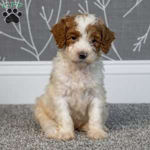 Houston, Mini Goldendoodle Puppy
