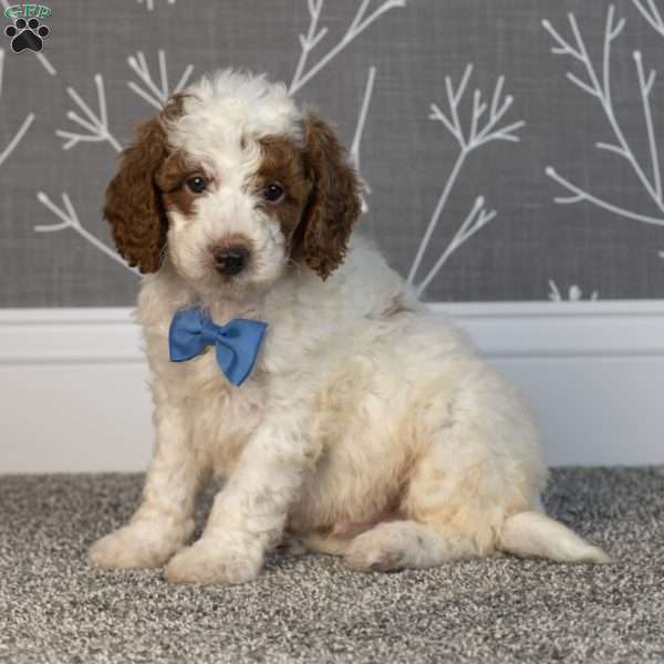Hunter, Mini Goldendoodle Puppy
