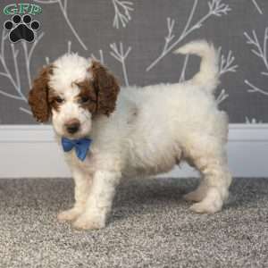 Hunter, Mini Goldendoodle Puppy