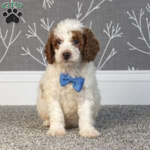 Hunter, Mini Goldendoodle Puppy