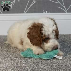 Hunter, Mini Goldendoodle Puppy