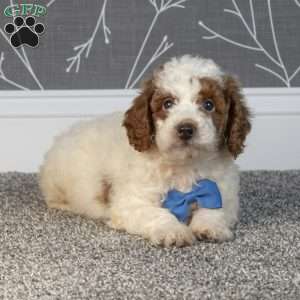 Hunter, Mini Goldendoodle Puppy