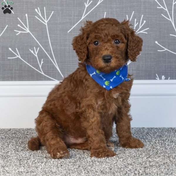 Hugo, Mini Goldendoodle Puppy