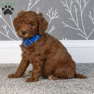 Hugo, Mini Goldendoodle Puppy