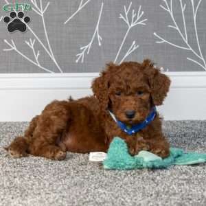 Hugo, Mini Goldendoodle Puppy