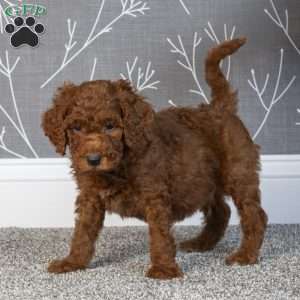Hugo, Mini Goldendoodle Puppy
