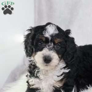 Liam, Mini Bernedoodle Puppy