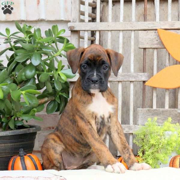 Fable, Boxer Puppy