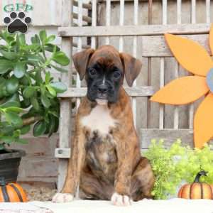 Fable, Boxer Puppy