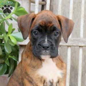 Fable, Boxer Puppy