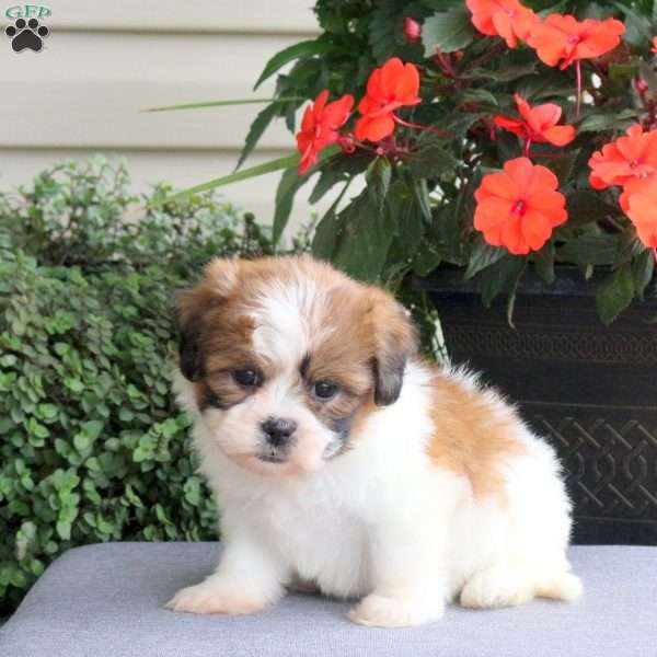 Faith, Teddy Bear Puppy