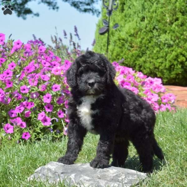 Faith, Bernedoodle Puppy