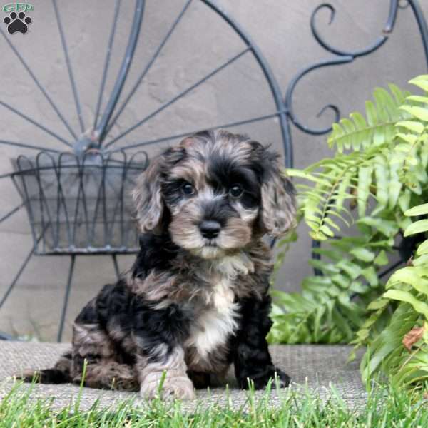 Faith, Cockapoo Puppy