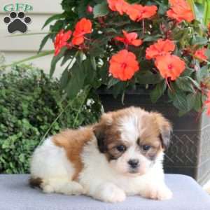 Faith, Teddy Bear Puppy