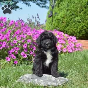 Faith, Bernedoodle Puppy