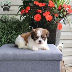 Faith, Teddy Bear Puppy