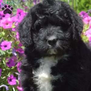 Faith, Bernedoodle Puppy
