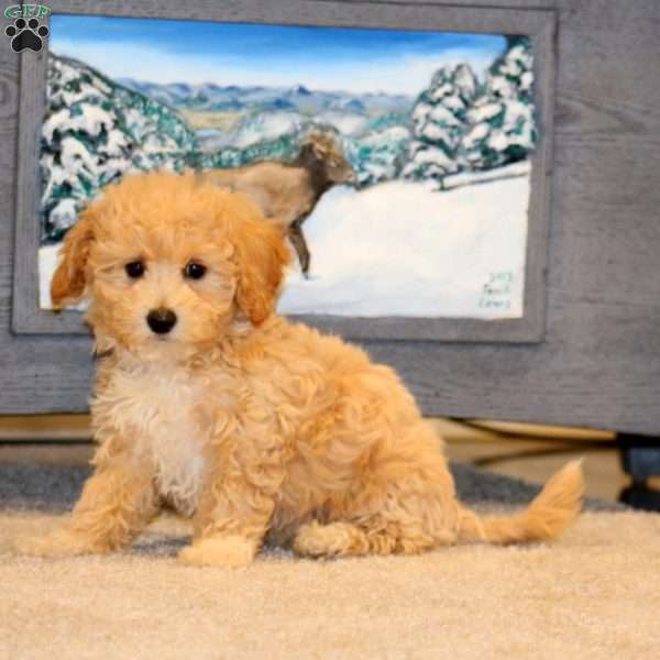 Faith, Bich-Poo Puppy