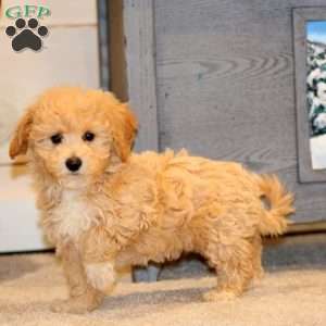 Faith, Bich-Poo Puppy