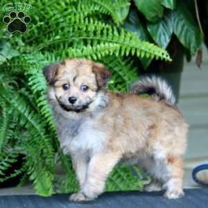Faith, Pomapoo Puppy