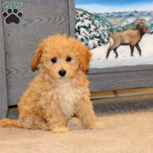 Faith, Bich-Poo Puppy