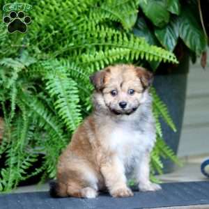 Faith, Pomapoo Puppy