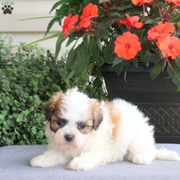 Fallon, Teddy Bear Puppy