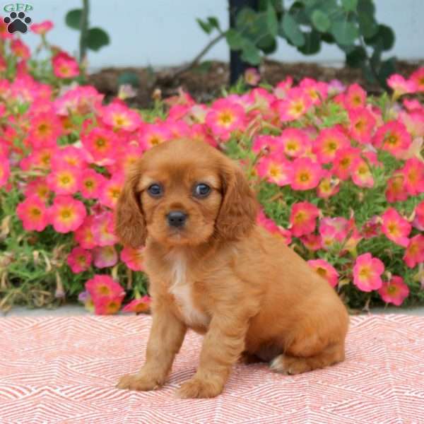 Fallon, Cavalier King Charles Spaniel Puppy