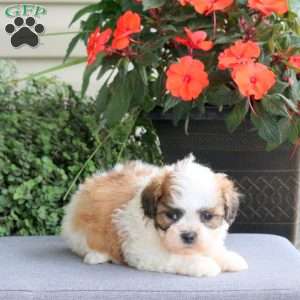 Fallon, Teddy Bear Puppy