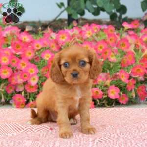 Fallon, Cavalier King Charles Spaniel Puppy