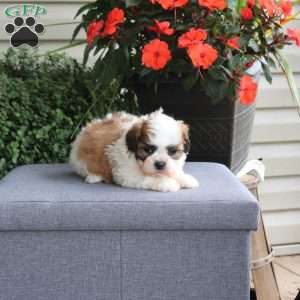 Fallon, Teddy Bear Puppy