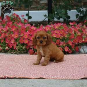 Fallon, Cavalier King Charles Spaniel Puppy