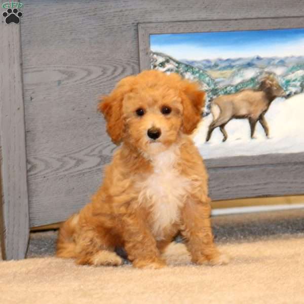 Fancy, Bich-Poo Puppy
