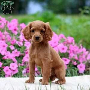 Fancy, Cockapoo Puppy