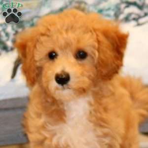 Fancy, Bich-Poo Puppy