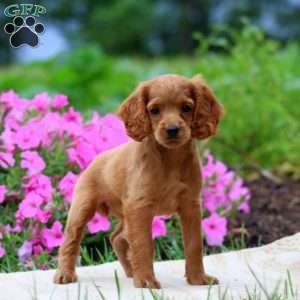 Fancy, Cockapoo Puppy