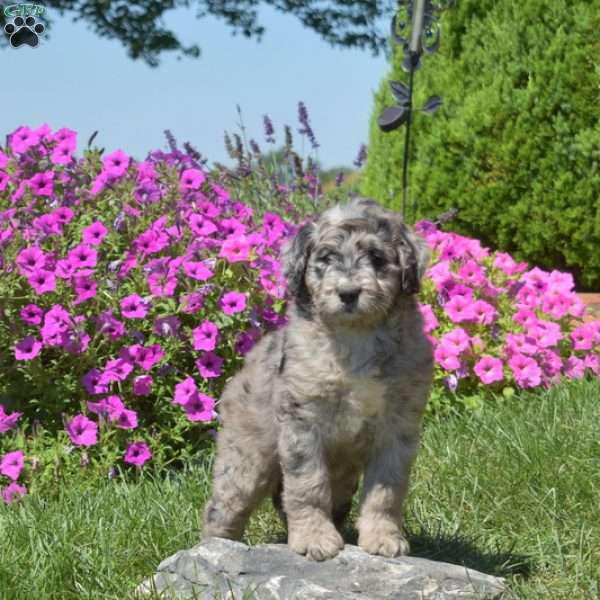Fantasia, Bernedoodle Puppy