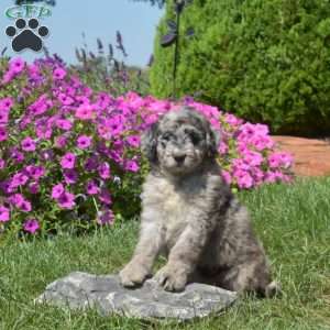 Fantasia, Bernedoodle Puppy