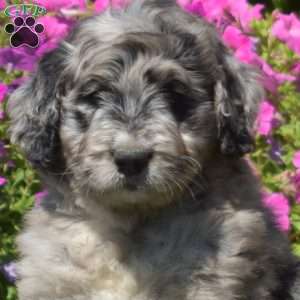 Fantasia, Bernedoodle Puppy