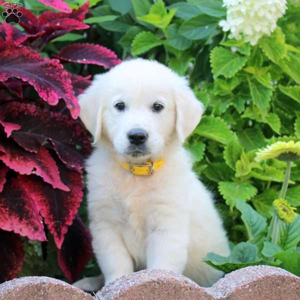 Fawn, English Cream Golden Retriever Puppy