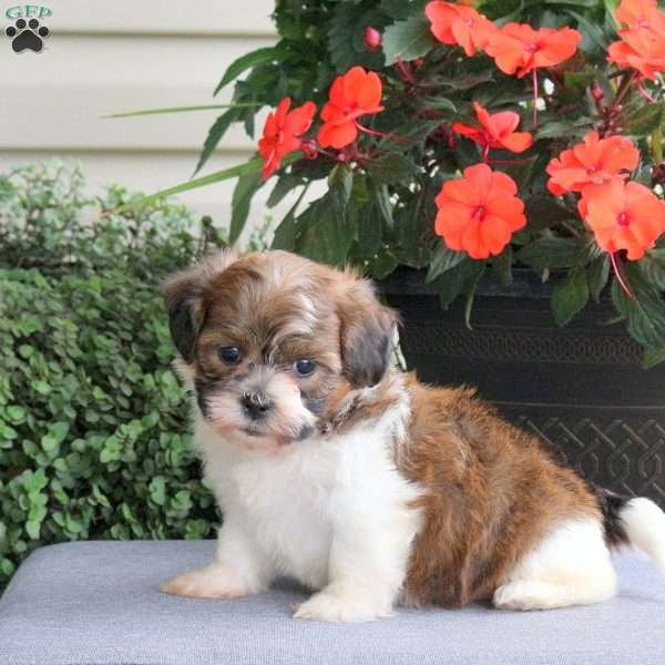 Faye, Teddy Bear Puppy