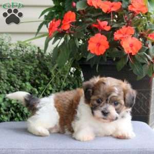 Faye, Teddy Bear Puppy
